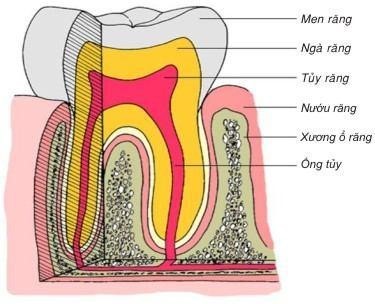 Cấu tạo của răng gồm 3 phầm chính: men răng, ngà răng và tủy răng.