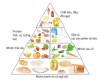 Tháp cân đối thành phần dinh dưỡng. Ảnh minh họa. Nguồn: Internet.
