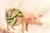Truyền thông về tình hình và biện pháp phòng chống bệnh liên cầu lợn ở người (Streptococcus suis)