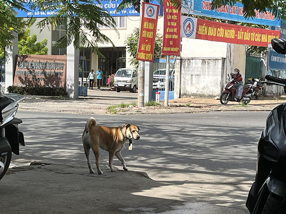 BÀI BỆNH DẠI 02
