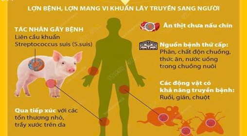 Bệnh liên cầu lợn 3