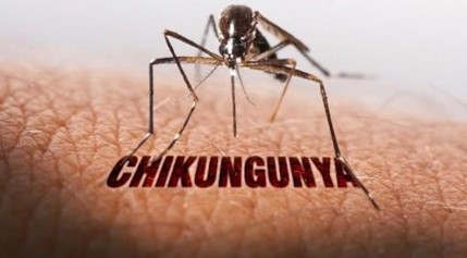 Bệnh truyền nhiễm Chikungunya